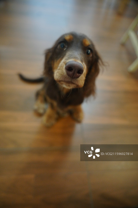 海狸宠物百货黎黄陂路店图片素材