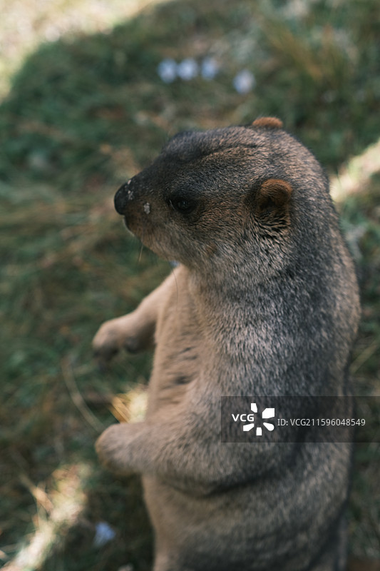 国庆时节川西美景与土拨鼠图片素材
