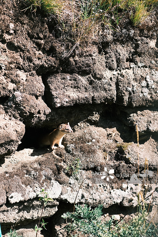 国庆时节川西美景与土拨鼠图片素材