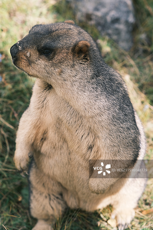 国庆时节川西美景与土拨鼠图片素材