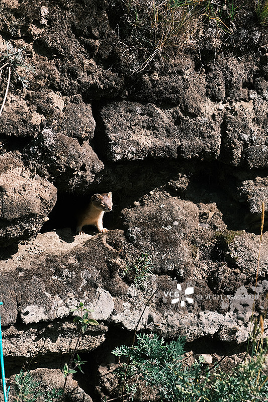 国庆时节川西美景与土拨鼠图片素材