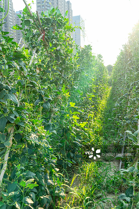 中国农作物蔬菜拍摄主题，有机农庄菜园里缸豆蔬菜架子，结出细长的豆橛子，户外白昼无人图像摄影图片素材