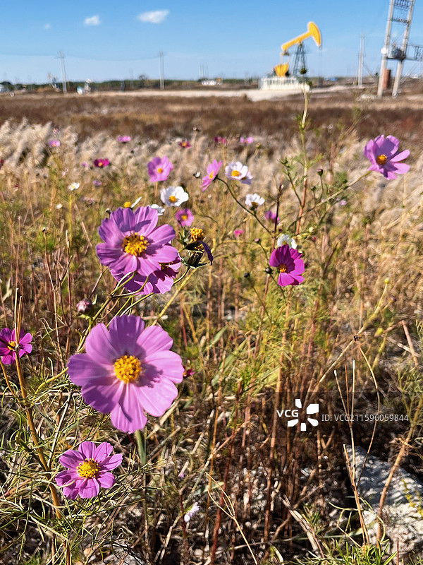 油城花海图片素材