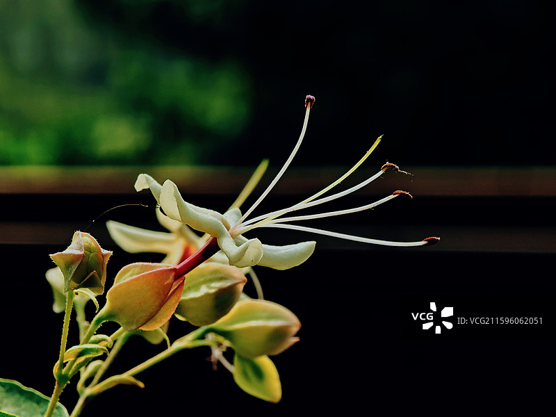 海州常山图片素材