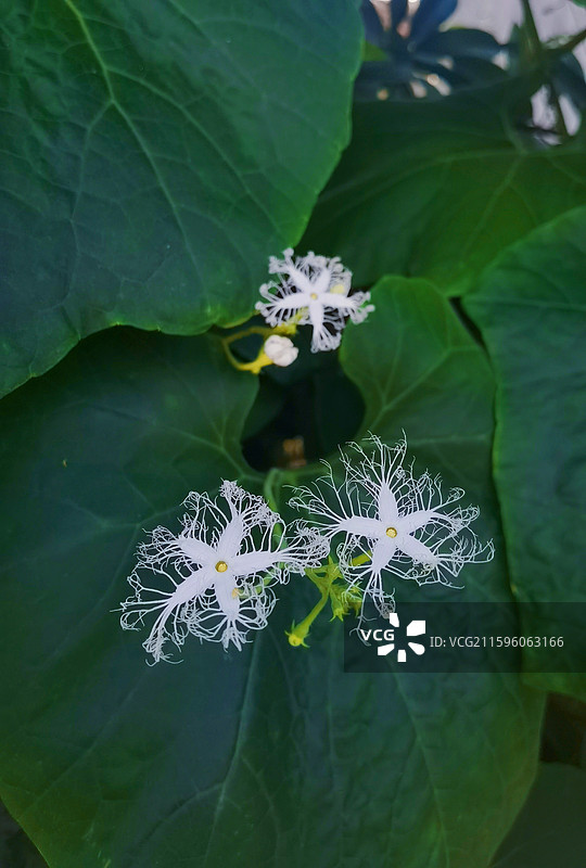 东莞横坑古村的吊瓜花图片素材