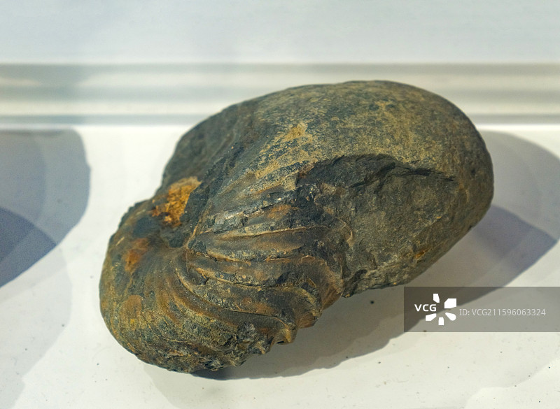 西藏双极菊石 山东青岛科技馆（新馆）第一展厅“海陆变迁”图片素材