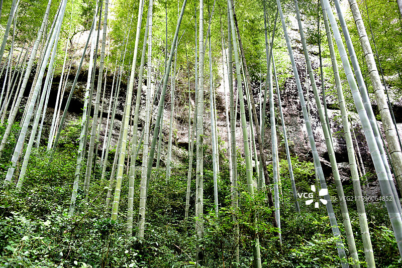 李家岩竹林图片素材