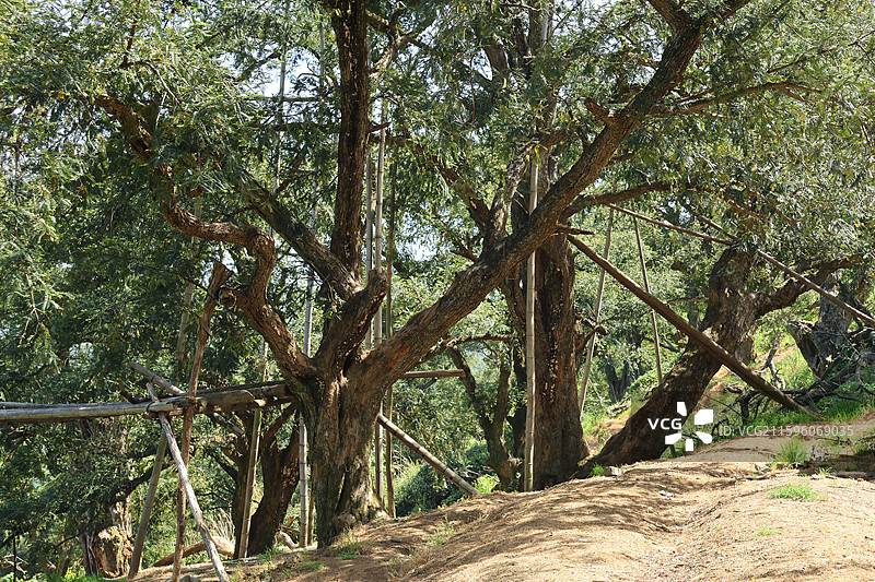 深山里的香榧树（走马岗）图片素材