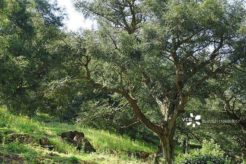 深山里的香榧树（走马岗）图片素材