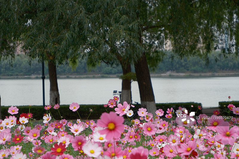 沈阳沈水湾公园花海图片素材