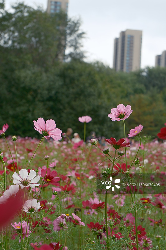 沈阳沈水湾公园花海图片素材