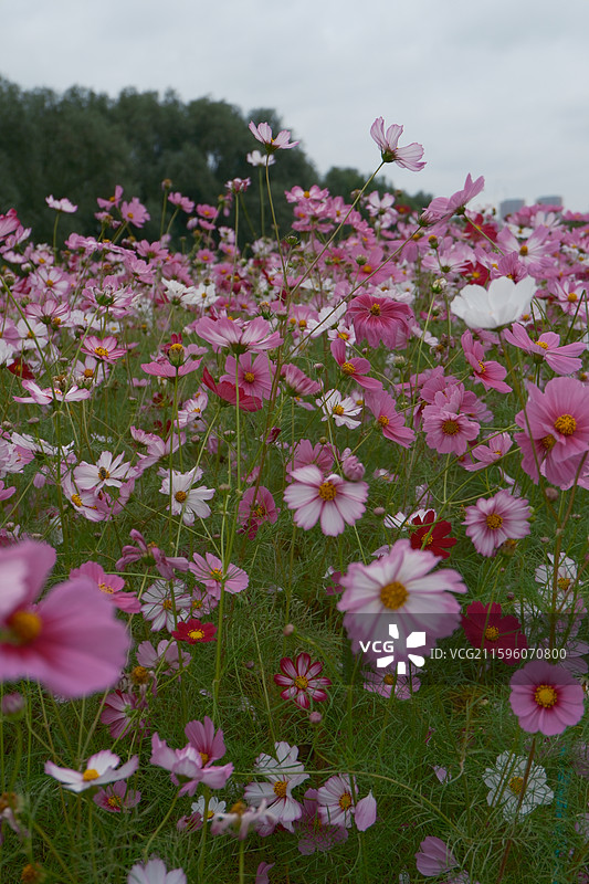 沈阳沈水湾公园花海图片素材
