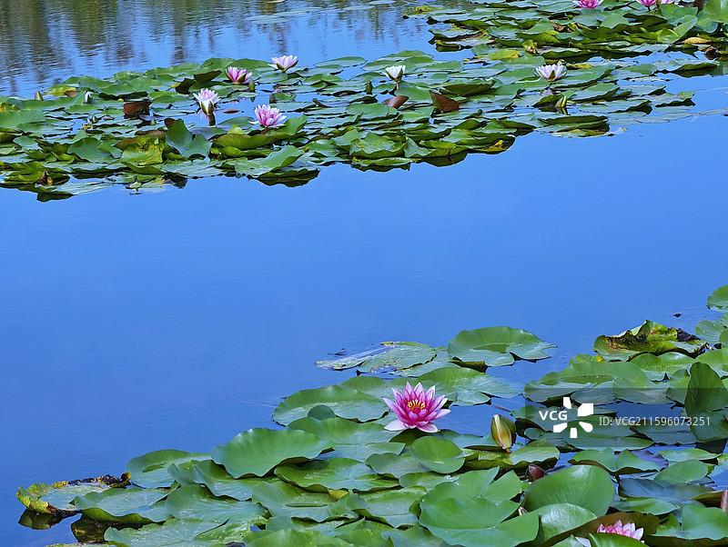 荷花池睡莲 宋庄蓄滞洪区图片素材