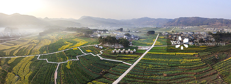 初春时节的隆阳区丙麻乡油菜花田图片素材