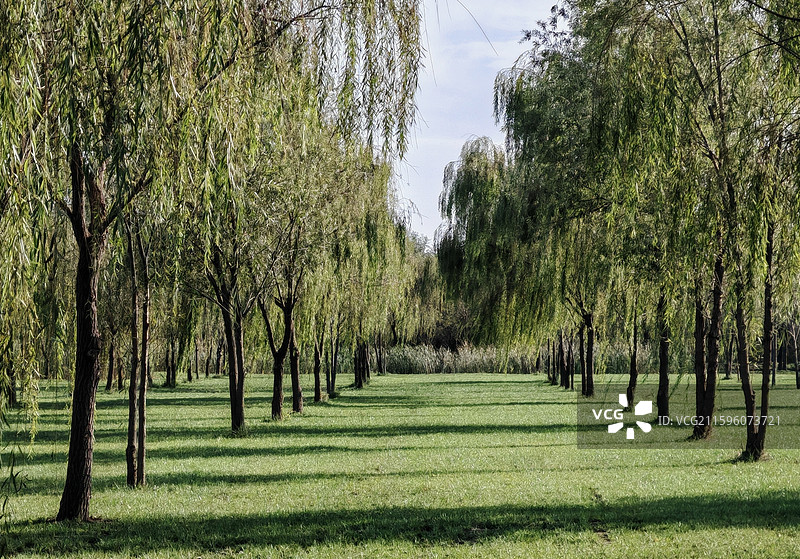 七星岛湿地公园内整齐的树林与阴影图片素材