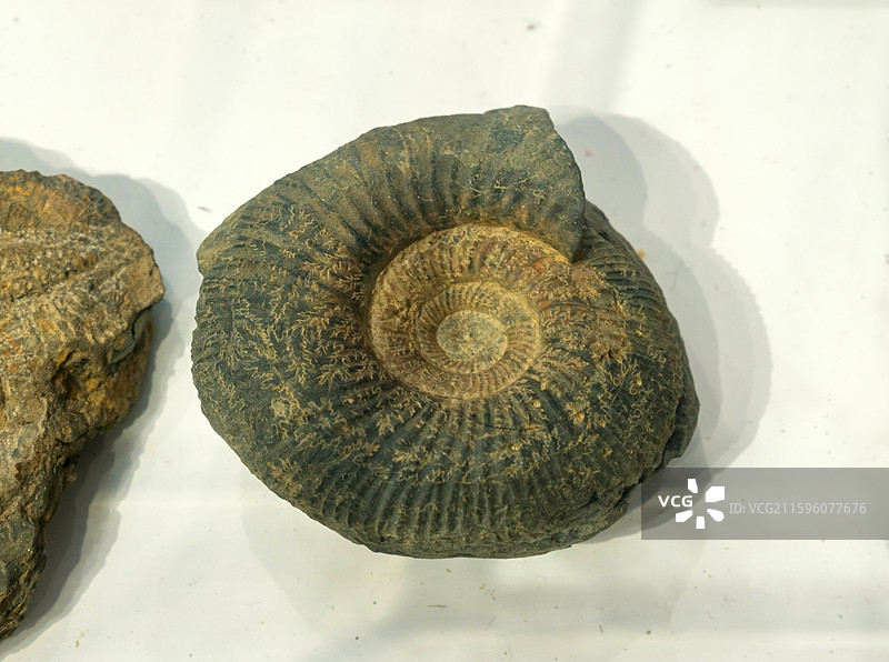 布兰弗菊石 山东青岛科技馆（新馆）第一展厅“海陆变迁”图片素材