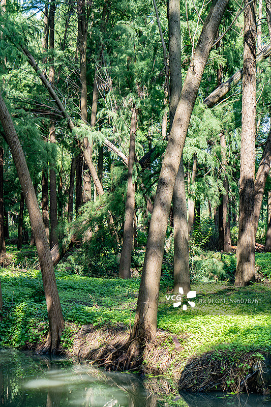 泰州里下河国家湿地公园的水上杉树林图片素材