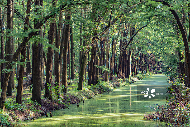 泰州里下河国家湿地公园的水上杉树林图片素材