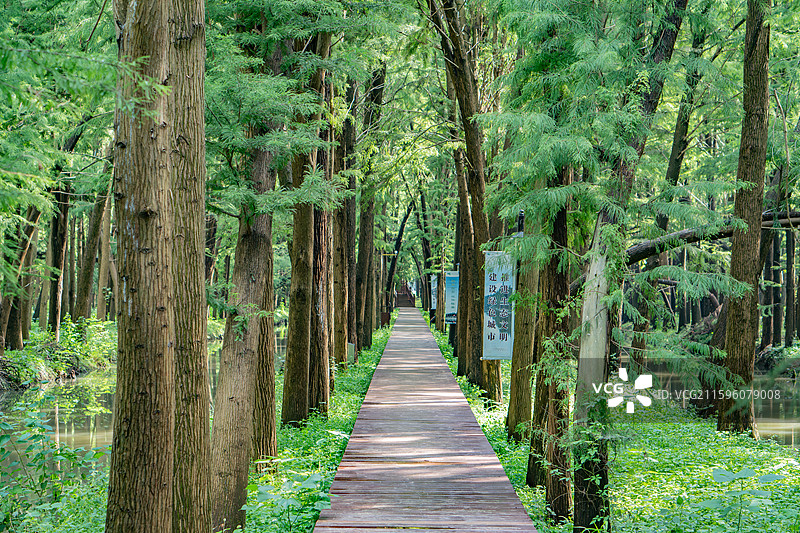 泰州里下河国家湿地公园的杉林栈道图片素材
