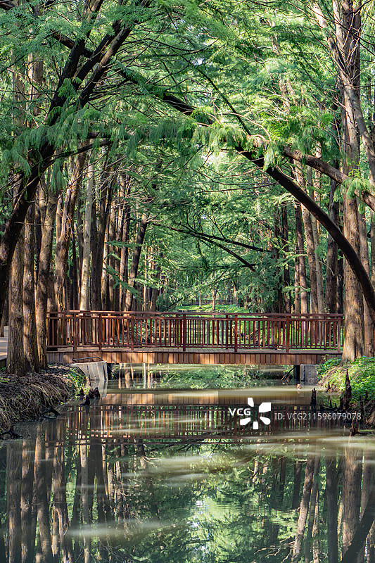 泰州里下河国家湿地公园的水上衫林木桥图片素材