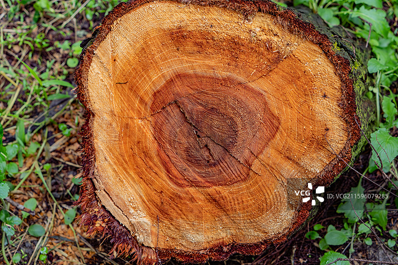 泰州里下河国家湿地公园木桩剖面年轮图片素材