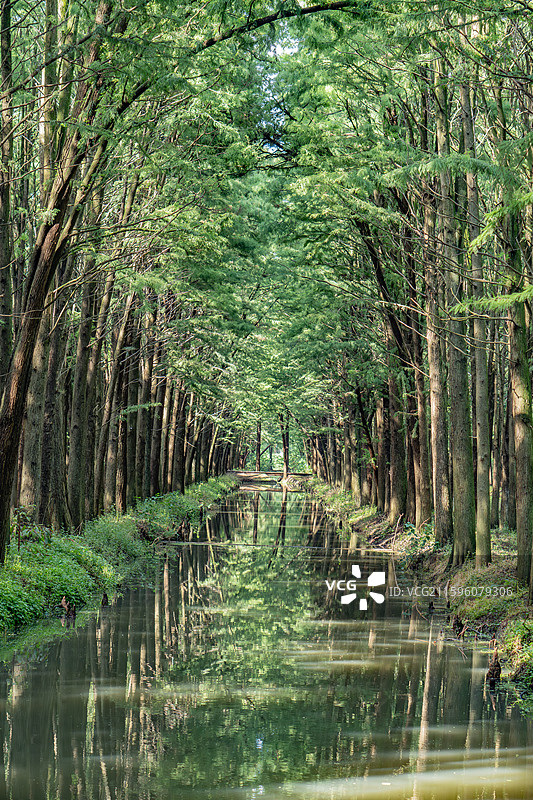 泰州里下河国家湿地公园的水上杉树林图片素材