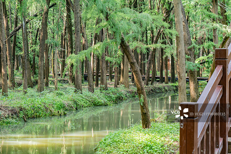泰州里下河国家湿地公园的水上杉树林图片素材