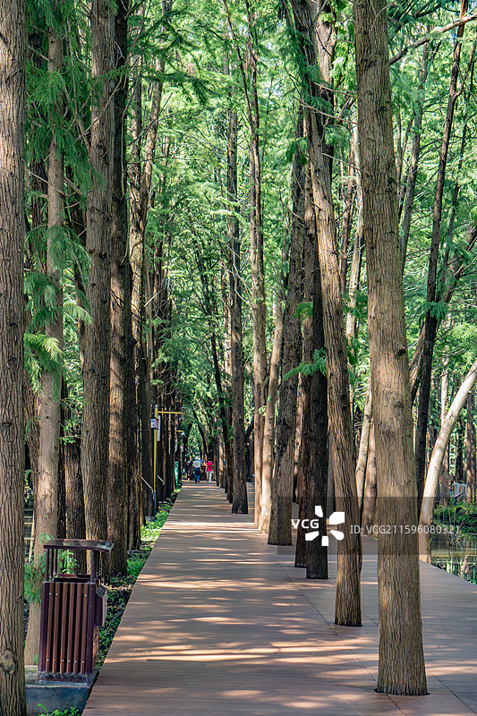 泰州里下河国家湿地公园的杉林栈道图片素材