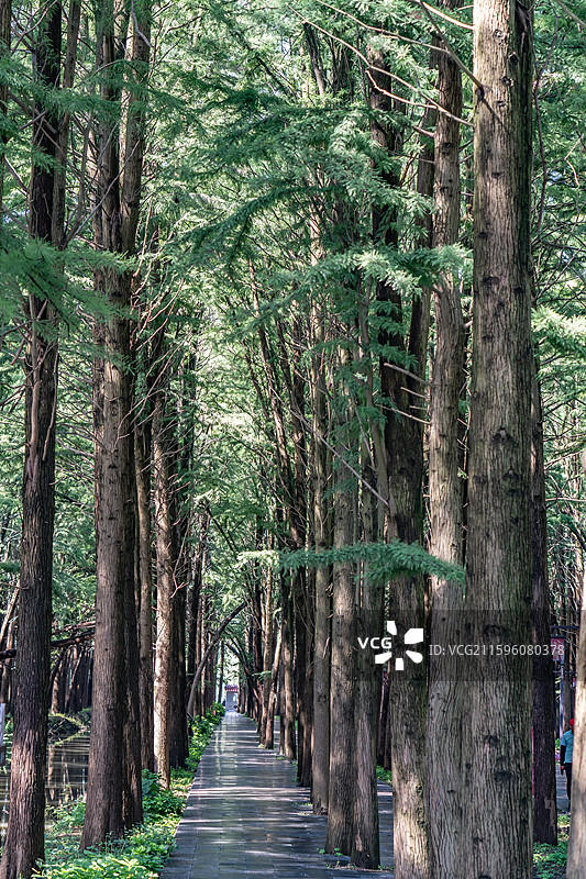 泰州里下河国家湿地公园的杉树林荫道图片素材