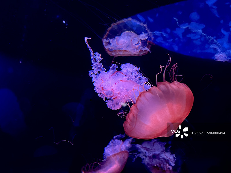 黑海刺水母 特写图片素材