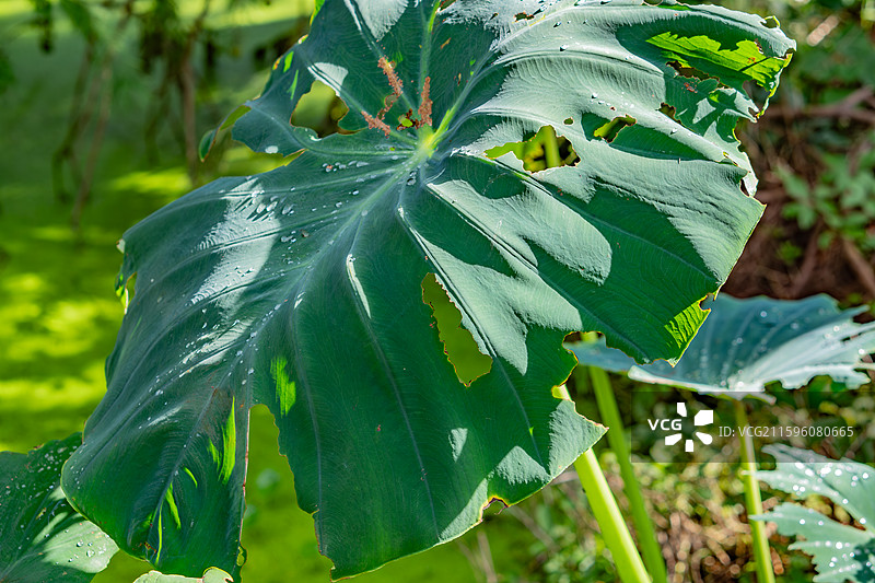 泰州里下河国家湿地公园图片素材