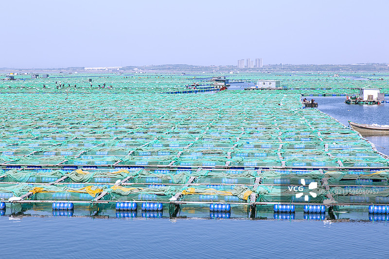 山东省威海荣成县“桑沟湾海洋牧场”图片素材
