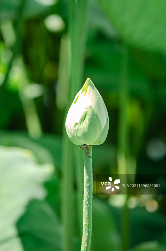 中国野生植物水生植物拍摄主题，城市公园荷塘湖水中清新美丽的粉色白色荷花荷叶，户外白昼摄影无人图像摄影图片素材
