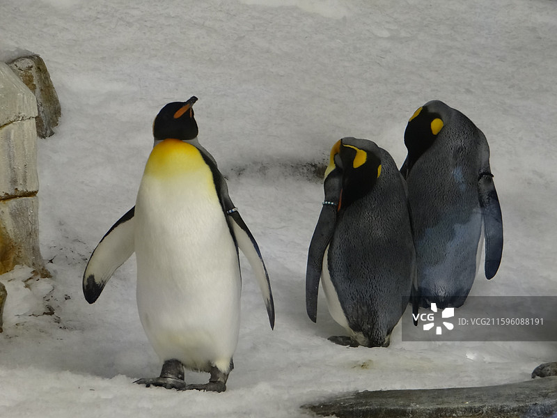 蒙特利尔之旅2图片素材