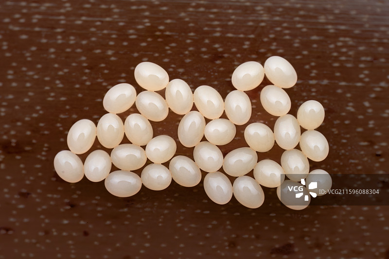 蠼螋卵图片素材