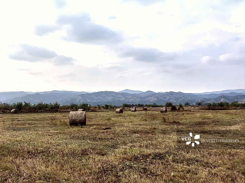 秋草黄——拍摄于呼和浩特赛罕区图片素材