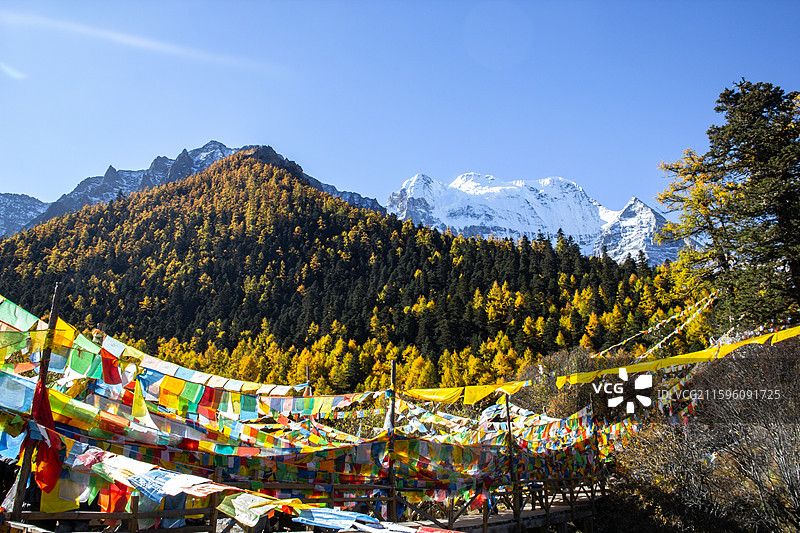 四川甘孜稻城亚丁 神山雪山仙乃日 经幡和山坡落叶松森林图片素材