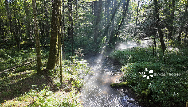 伊春上甘岭溪水国家森林公园内饱满的绿色针叶林与清冽的溪水图片素材