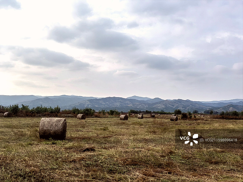 秋草黄——拍摄于呼和浩特赛罕区图片素材
