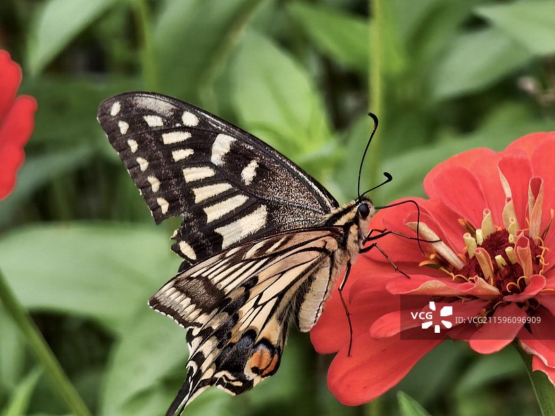勉县诸葛武侯墓的花和蝴蝶图片素材