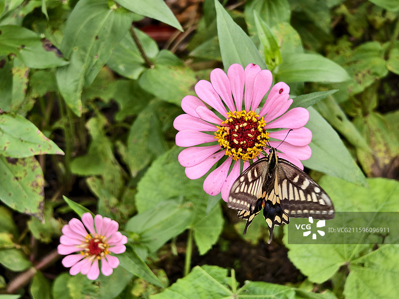 勉县诸葛武侯墓的花和蝴蝶图片素材