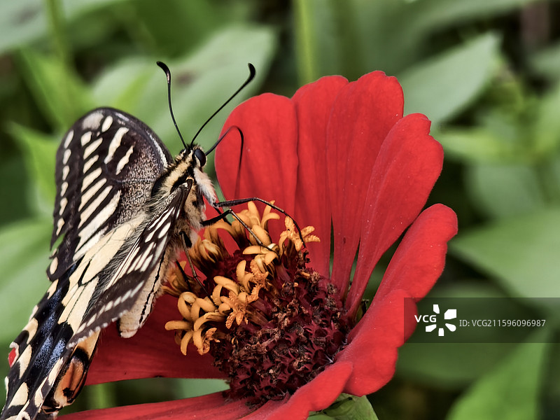 勉县诸葛武侯墓的花和蝴蝶图片素材