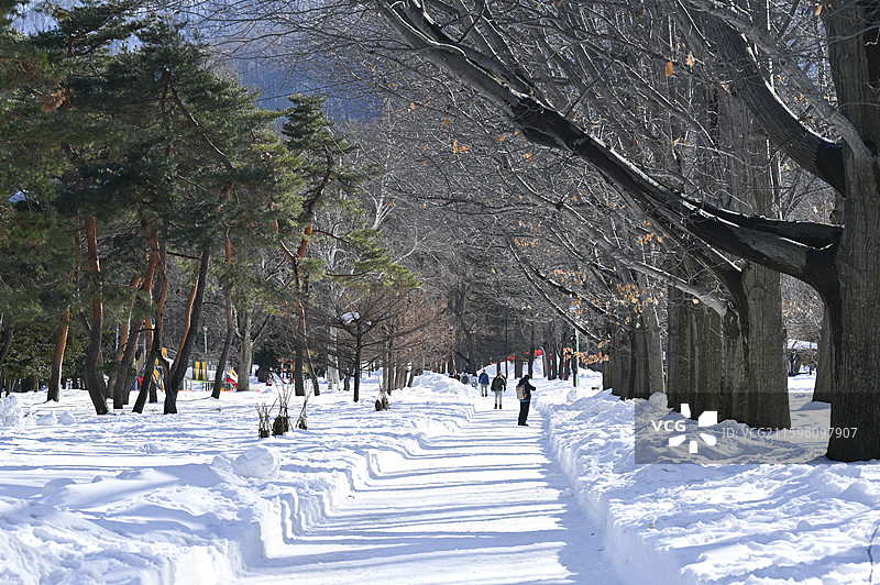 日本北海道札幌北海道神宫内被冰雪覆盖的森林自然景观特写图片素材