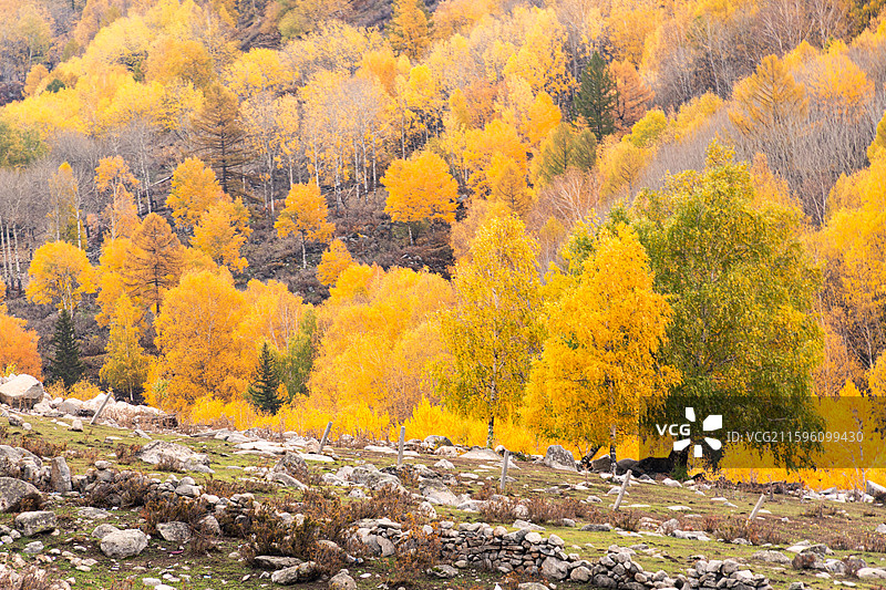 秋日北疆环线阿禾公路沿途风景金黄白桦树蓝天白云溪流河谷盘山公路图片素材