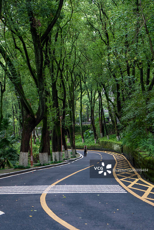 西南石油大学南充校区香樟大道图片素材