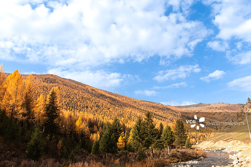 秋日北疆环线阿禾公路沿途风景金黄白桦树蓝天白云溪流河谷盘山公路图片素材