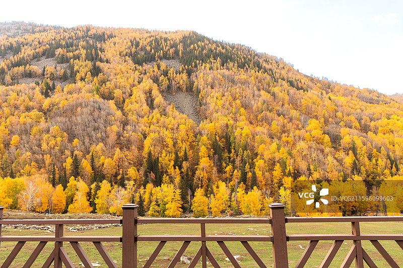 秋日北疆环线阿禾公路沿途风景金黄白桦树蓝天白云溪流河谷盘山公路图片素材