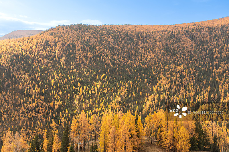 秋日北疆环线阿禾公路沿途风景金黄白桦树蓝天白云溪流河谷盘山公路图片素材