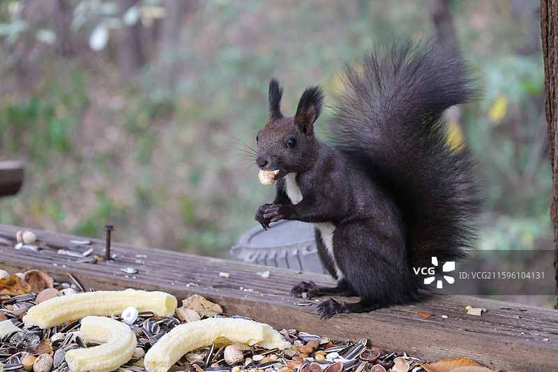 松鼠，北武当，玄帝观，吉林市，炮台山图片素材