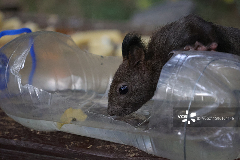 松鼠，北武当，玄帝观，吉林市，炮台山图片素材